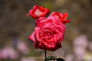 Fotowalk Rosenblüte in Eltville - Fotograf Clemens Schnitzler