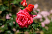 Fotowalk Rosenblüte in Eltville - Fotograf Clemens Schnitzler