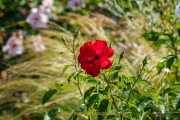Fotowalk Rosenblüte in Eltville - Fotograf Clemens Schnitzler