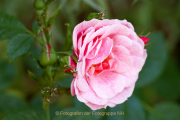 Fotowalk Rosenblüte in Eltville - Fotografin Nicole Gieseler