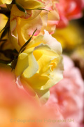 Fotowalk Rosenblüte in Eltville - Fotografin Nicole Gieseler