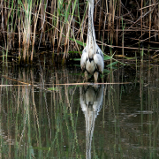 Fotowalk Schierstein - Fotografin Anne Jeuk