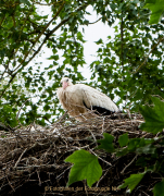 Fotowalk Schierstein - Fotografin Anne Jeuk