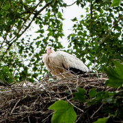 Fotowalk Schierstein - Fotografin Anne Jeuk