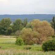 Fotowalk Schierstein - Fotograf Thomas Stähler