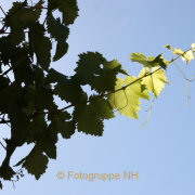 Fotowalk Seligenstadt - Fotograf Helmut Joa