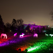 2015 Winterlichter im Palmengarten - Fotograf Michael Schwarz