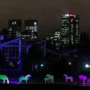 2015 Winterlichter im Palmengarten - Fotografin Jutta R. Buchwald