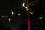 2015 Winterlichter im Palmengarten - Fotografin Jutta R. Buchwald