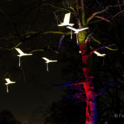 2015 Winterlichter im Palmengarten - Fotografin Jutta R. Buchwald