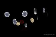 2015 Winterlichter im Palmengarten - Fotografin Jutta R. Buchwald