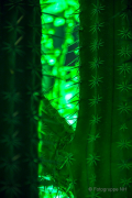 2015 Winterlichter im Palmengarten - Fotografin Nicole Gieseler