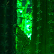 2015 Winterlichter im Palmengarten - Fotografin Nicole Gieseler