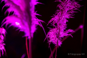 2015 Winterlichter im Palmengarten - Fotografin Nicole Gieseler