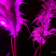 2015 Winterlichter im Palmengarten - Fotografin Nicole Gieseler