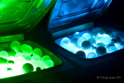 2015 Winterlichter im Palmengarten - Fotograf Joachim Würth