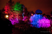 2015 Winterlichter im Palmengarten - Fotograf Joachim Würth