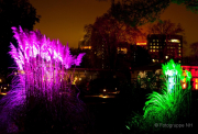 2015 Winterlichter im Palmengarten - Fotograf Joachim Würth