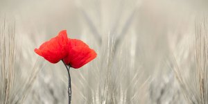 Fotograf Ahmed Touil: scharf-unscharf