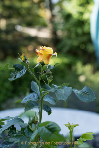 Fotograf Werner Ch. Buchwald: Sommer