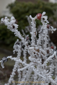 Fotograf Werner Ch. Buchwald: Winter