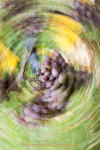 Fotograf Werner Ch. Buchwald: rund