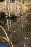 MO_wcb_04_HeftrichMoor