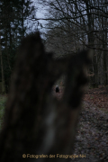 MakingOf - Mystischer Wald
