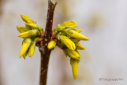 Frühlingserwachen - Fotograf Albert Wenz