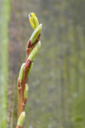 Frühlingserwachen - Fotograf Albert Wenz