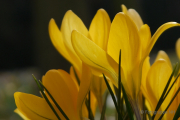 Frühlingserwachen - Fotografin Bettina Jäger