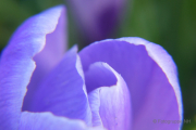 Frühlingserwachen - Fotografin Bettina Jäger