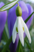 Frühlingserwachen - Fotografin Bettina Jäger