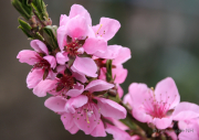 Frühlingserwachen - Fotograf Helmut Joa