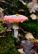 Herbst - Fotograf Clemens Schnitzler