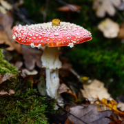 Herbst - Fotograf Clemens Schnitzler