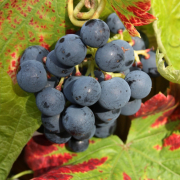 Herbst - Fotograf Helmut Joa