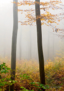 Herbst - Fotograf Henry Mann