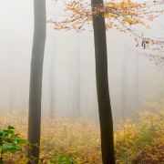 Herbst - Fotograf Henry Mann