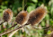 Herbst - Fotograf Henry Mann