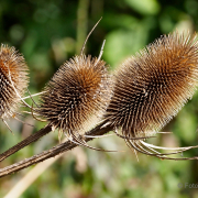 Herbst - Fotograf Henry Mann