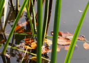 Herbst - Fotograf Henry Mann