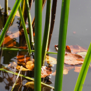 Herbst - Fotograf Henry Mann