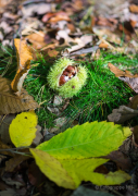 Herbst - Fotograf Michael Häckl