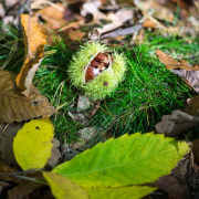 Herbst - Fotograf Michael Häckl