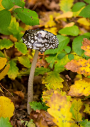Herbst - Fotograf Michael Häckl