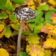 Herbst - Fotograf Michael Häckl