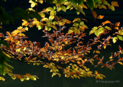 Herbst - Fotograf Michael Häckl