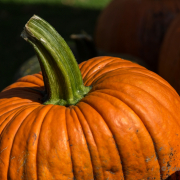 Herbst - Fotografin Jutta R. Buchwald