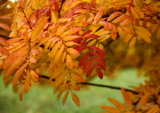 Herbst - Fotografin Jutta R. Buchwald